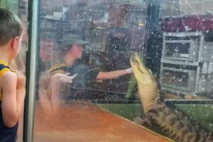 飼育員がワニに手を噛まれ水槽へ、目の前で見ていた子供たちも驚愕