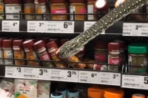 豪でスーパーの棚からヘビ、買い物していた女性の前に顔を突き出す