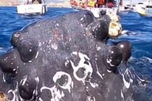 フレンドリーなザトウクジラが船に接近、すぐ近くで撮影することに成功