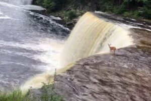 野生のシカが自ら滝に落下！その後の展開に目撃者もアンビリーバブル！
