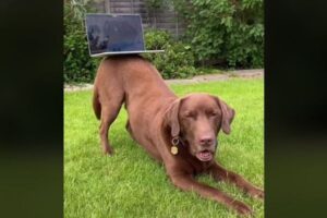 お尻の上に何でも乗せて、バランスをとるワンコがすごい！