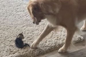 家にやってきた子猫に困惑、次第に仲良くなっていく動画に心温まる