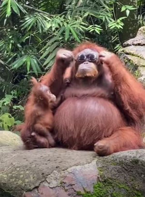 動物園で落ちたサングラスを拾い 自らかけるオランウータンの動画が話題に Switch News スウィッチ ニュース