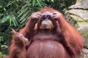 動物園で落ちたサングラスを拾い、自らかけるオランウータンの動画が話題に