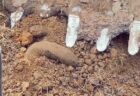 ウガンダで作業員が、かなり不気味な生物を掘り出してしまう【動画】
