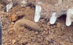 ウガンダで作業員が、かなり不気味な生物を掘り出してしまう【動画】