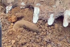 ウガンダで作業員が、かなり不気味な生物を掘り出してしまう【動画】