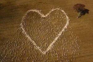 死んだ叔母に会えなかった豪の男性が、羊を使い気持ちを地上に描く