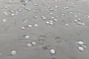 アメリカの海岸に、無数の丸い生物が打ち上げられる
