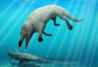 エジプトで発見されたクジラの祖先の化石、4本足で陸上でも歩けた！