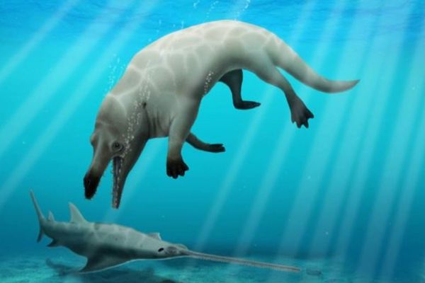 エジプトで発見されたクジラの祖先の化石、4本足で陸上でも歩けた！