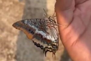 山林火災の現場で、喉が渇いた蝶が人間の手にとまり、水を飲む【トルコ】