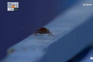 【東京五輪】女子ホッケーの試合中、カメラマンが意外な生物を撮影してしまう