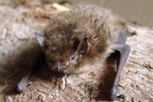 イギリスに生息していたコウモリをロシアで発見、2000km以上を移動か