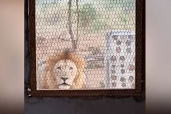 南アフリカのキャンプ地にライオン！建物の前で男性に向かって吠え続ける