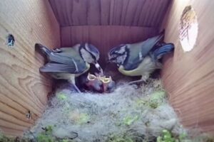 子育てをする鳥の動画が大人気、YouTubeで驚異の4100万回再生