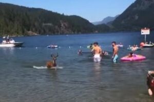 カナダの湖の中から突然、シカが出現、岸辺で泳いでいた人々もびっくり