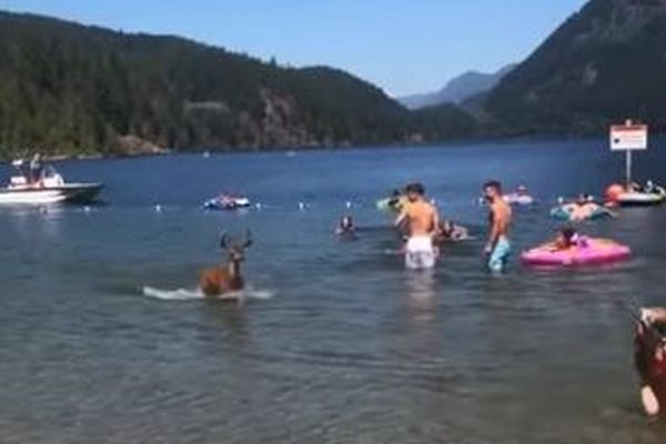 カナダの湖の中から突然、シカが出現、岸辺で泳いでいた人々もびっくり