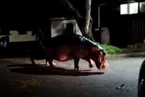南アフリカで停電の夜に怪しい影、通りに現れたのはカバの群れだった！