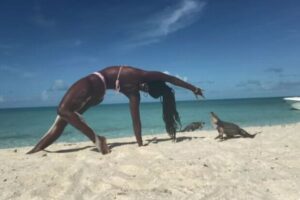 ビーチでヨガをしていた女性が絶叫、突然指をイグアナに噛まれてしまう