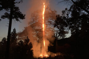 樹齢200年の大木に落雷、真っ二つに割れる様が圧巻