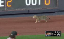 ヤンキー・スタジアムでの試合中、迷い込んだ猫が人気をさらう