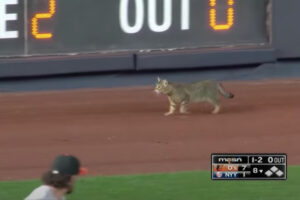 ヤンキー・スタジアムでの試合中、迷い込んだ猫が人気をさらう