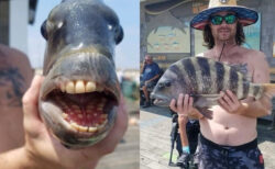 ノースカロライナ州で釣り上げられた魚の歯が、人間そっくり