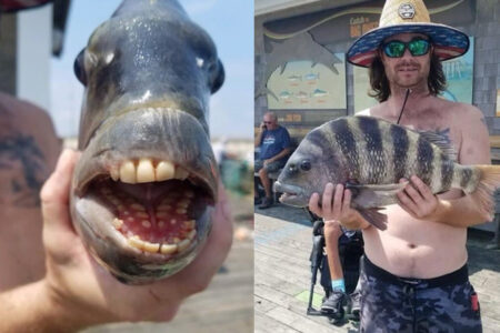 ノースカロライナ州で釣り上げられた魚の歯が、人間そっくり