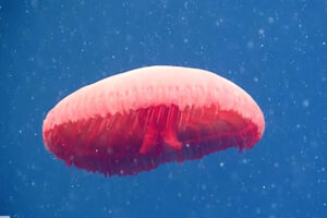 知られていない赤いクラゲが見つかる