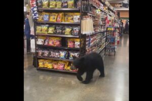 ロサンゼルスのスーパーで、クマがお買い物!?【動画】