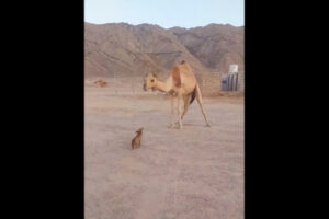 子犬がキスした相手はラクダ、可愛い動画が話題に
