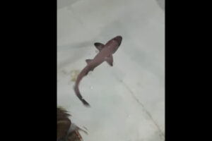 メスのサメしか飼われていない水槽で子供が生まれ、科学者も驚き