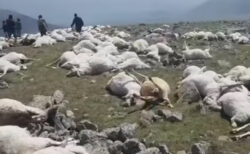 雷に打たれ、1度に500頭以上の羊死ぬ：ジョージア
