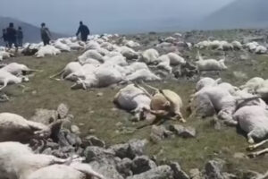 雷に打たれ、1度に500頭以上の羊死ぬ:ジョージア