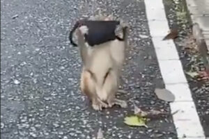 サルが人真似でマスクを着け始めた、可愛い動画が話題に