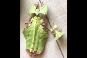 マレーシアにいる巨大コノハムシが歩く動画、再生回数100万回超