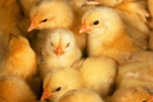 【フランス】オスのひよこを粉砕機で殺処分することを禁止、2022年から