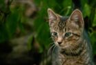 イギリスで過去数カ月に500匹以上のネコが死亡、キャットフードが原因か
