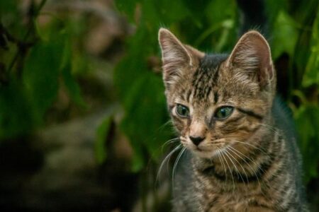 イギリスで過去数カ月に500匹以上のネコが死亡、キャットフードが原因か