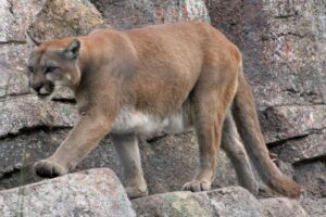 母親がマウンテンラインに素手でパンチ、殴り続けて5歳の息子を救う