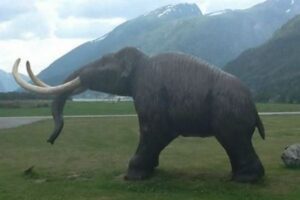 マンモスは一生の間に、およそ地球2周分も移動していた可能性