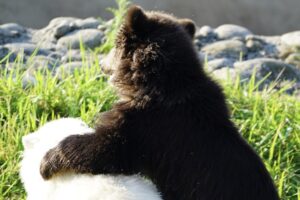 【動画】かわいすぎて閲覧注意！ホッキョクグマとグリズリーの子熊が大親友に