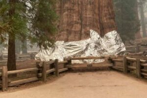 山火事から有名なジャイアント・セコイアを救うため、根元付近にアルミが巻かれる