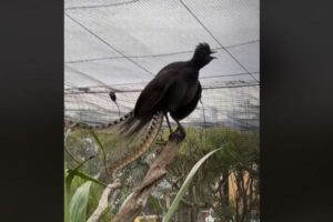 赤ちゃんの泣き声にそっくり、豪の動物園にいる鳥のモノ真似が名人級！