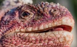 ガラパゴスに生息するピンク色のイグアナ、調査が行われ53匹を特定【動画】