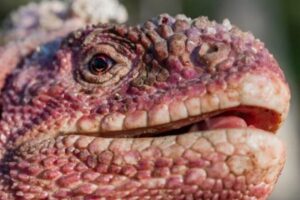 ガラパゴスに生息するピンク色のイグアナ、調査が行われ53匹を特定【動画】