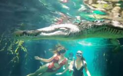 水の中でワニに遭遇、超接近して撮影された動画にドキドキ