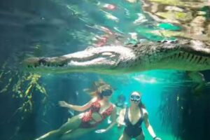 水の中でワニに遭遇、超接近して撮影された動画にドキドキ