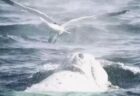 カモメがクジラでサーフィン？背中に降り立つ珍しい映像